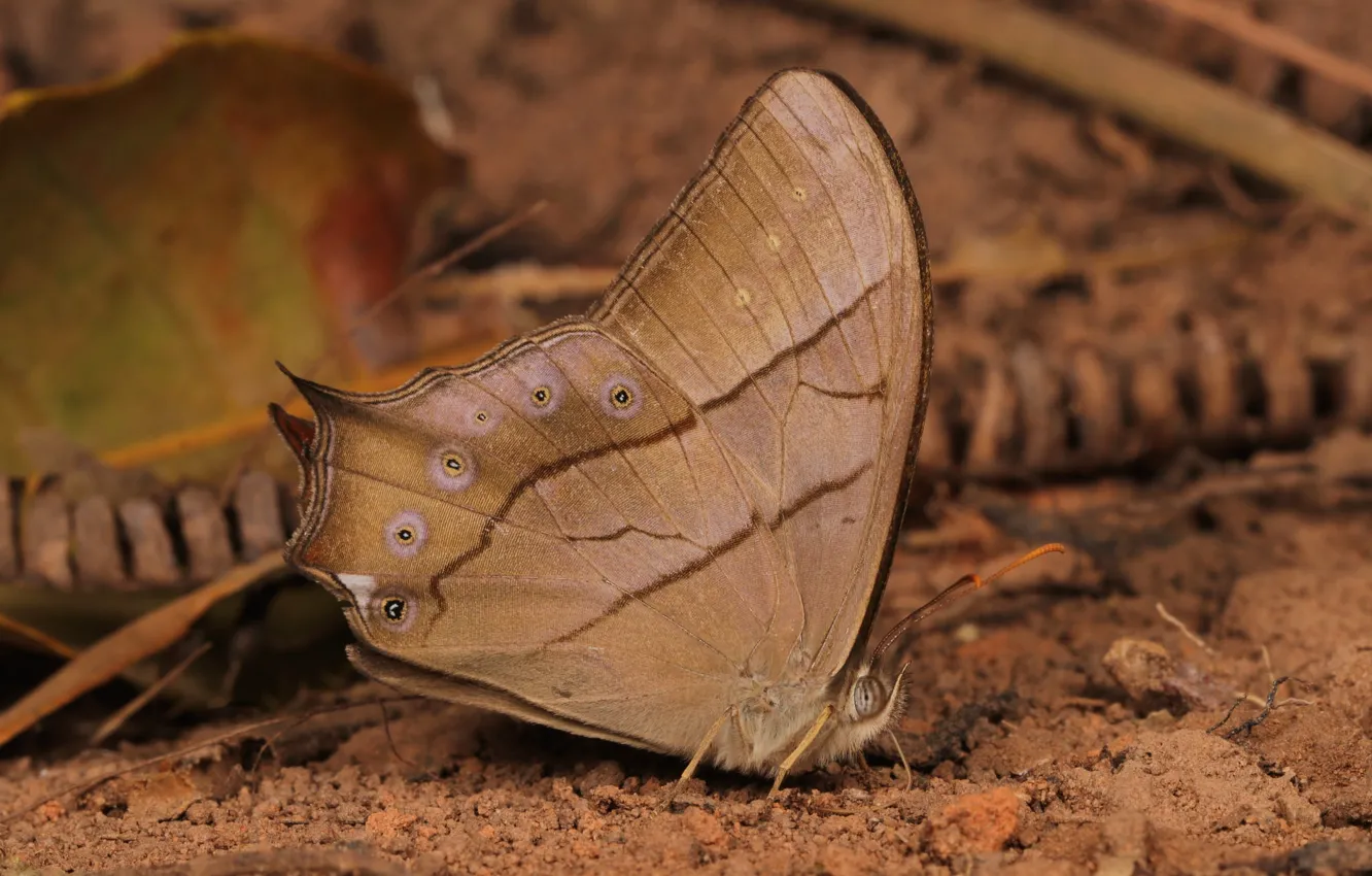 Photo wallpaper nature, butterfly, brown