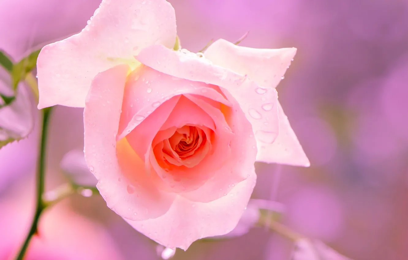 Photo wallpaper macro, flowers, roses, pink