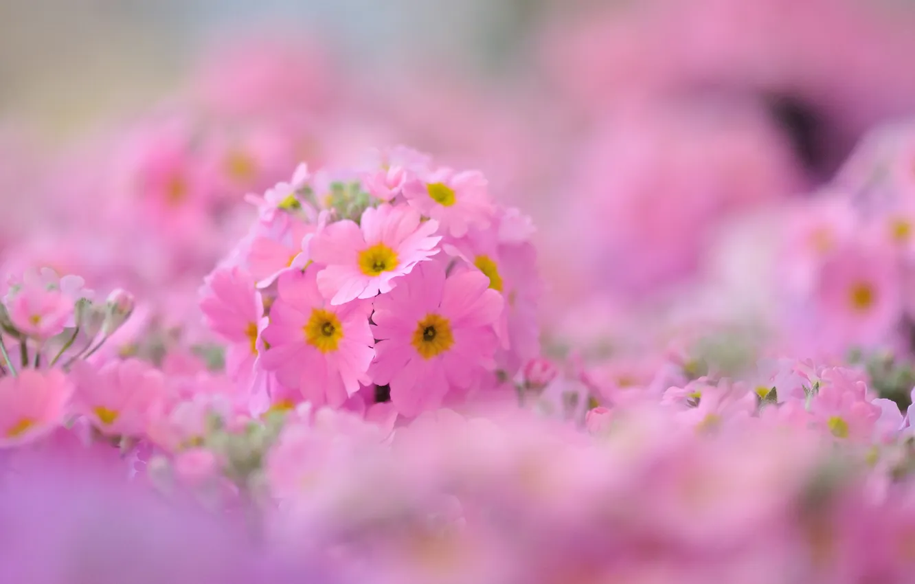 Photo wallpaper flowers, nature, plant, petals, Phlox