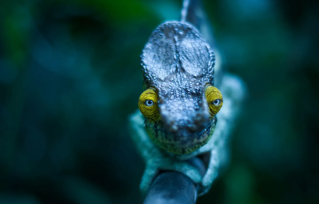 Photo wallpaper eyes, branches, chameleon, looks