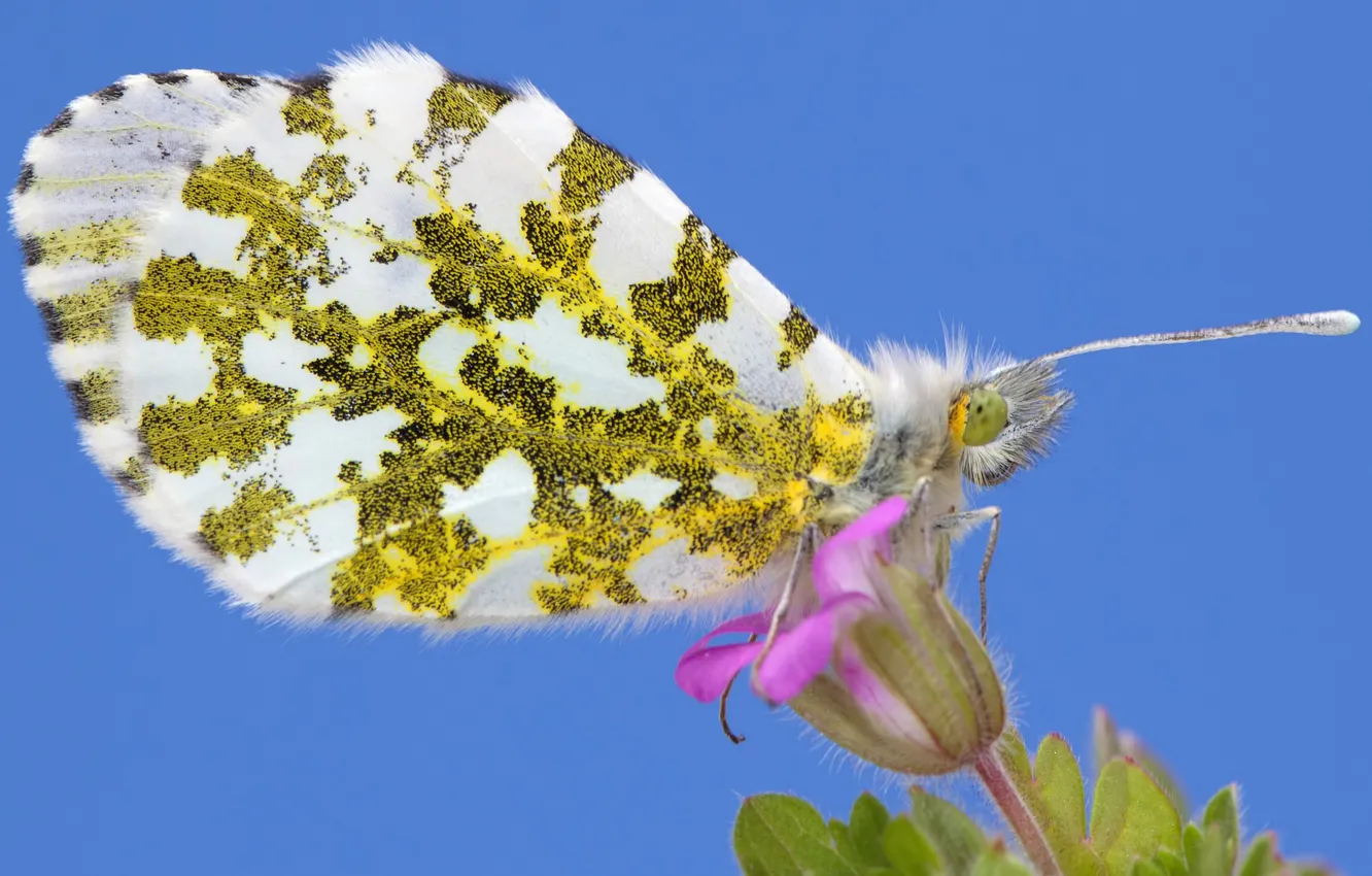 Photo wallpaper flowers, butterfly, plant, wings, insect, moth