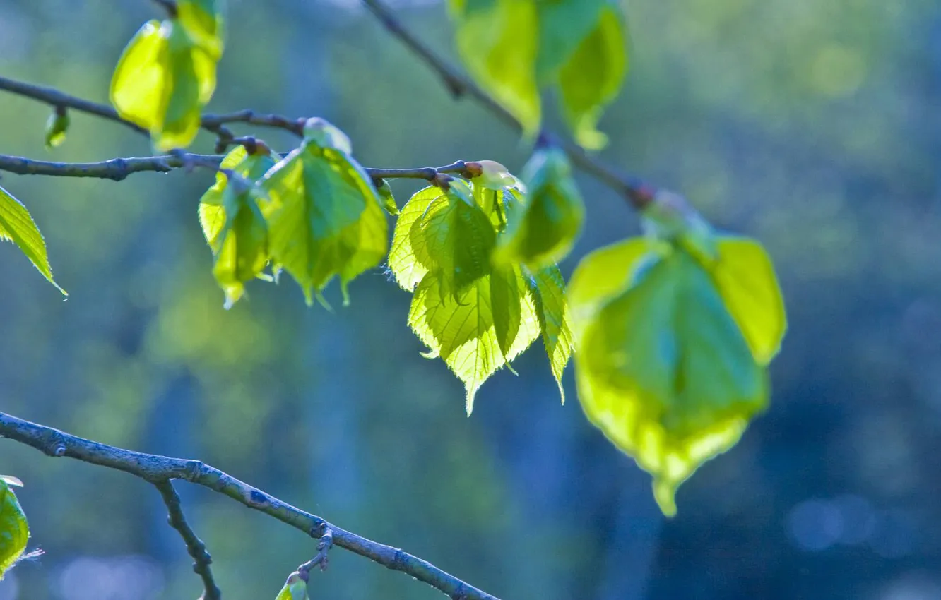 Photo wallpaper leaves, green, branch, spring