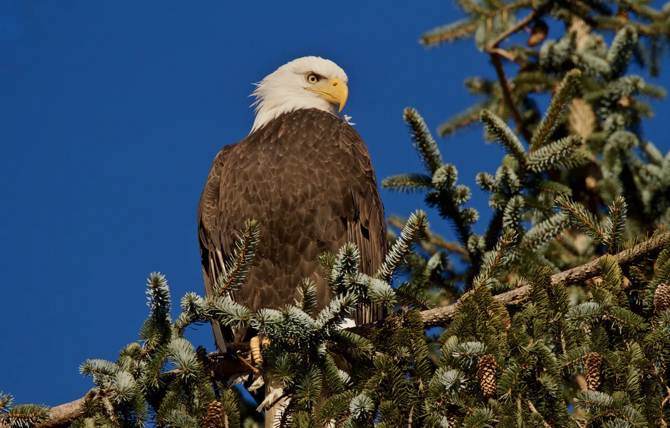 Photo wallpaper background, tree, bird, spruce, branch, Bald eagle