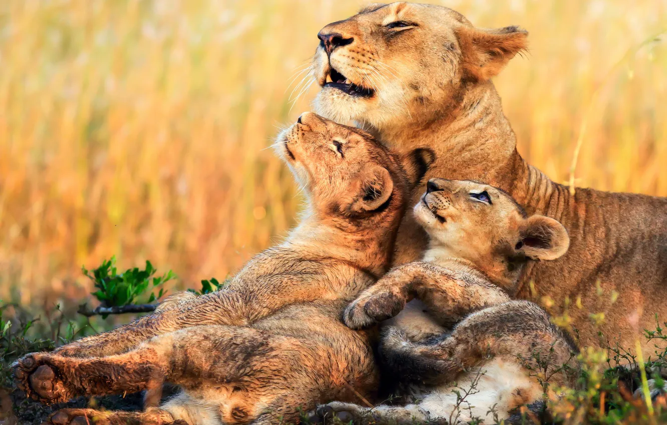 Photo wallpaper kittens, Africa, lions, lioness, cubs