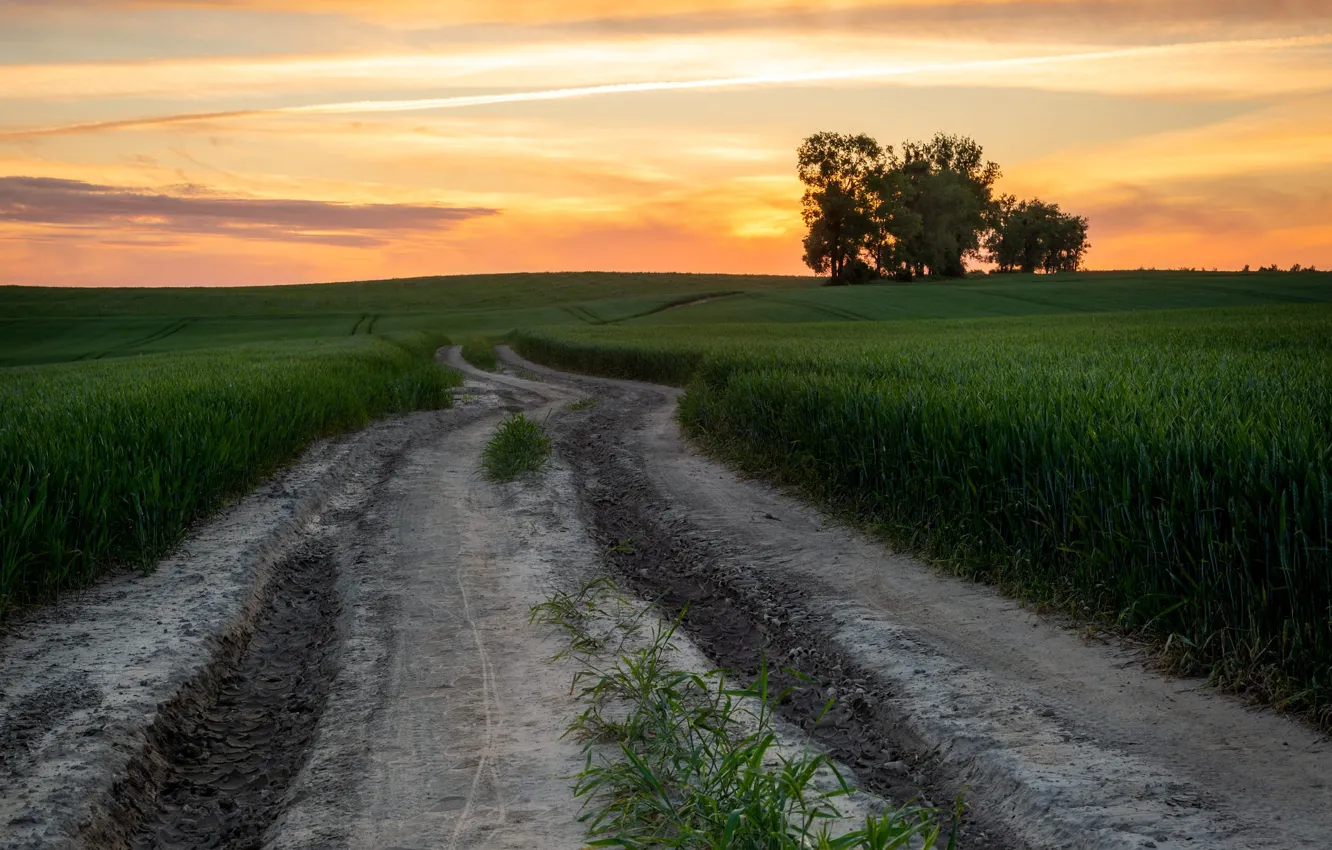 Photo wallpaper road, wheat, field, summer, the sky, trees, sunset, the evening