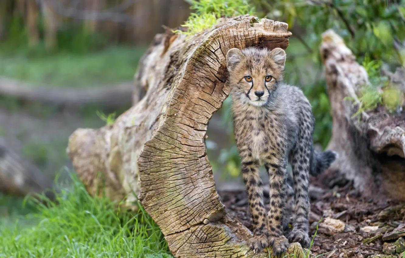 Photo wallpaper cat, grass, Cheetah, snag, cub, kitty, ©Tambako The Jaguar