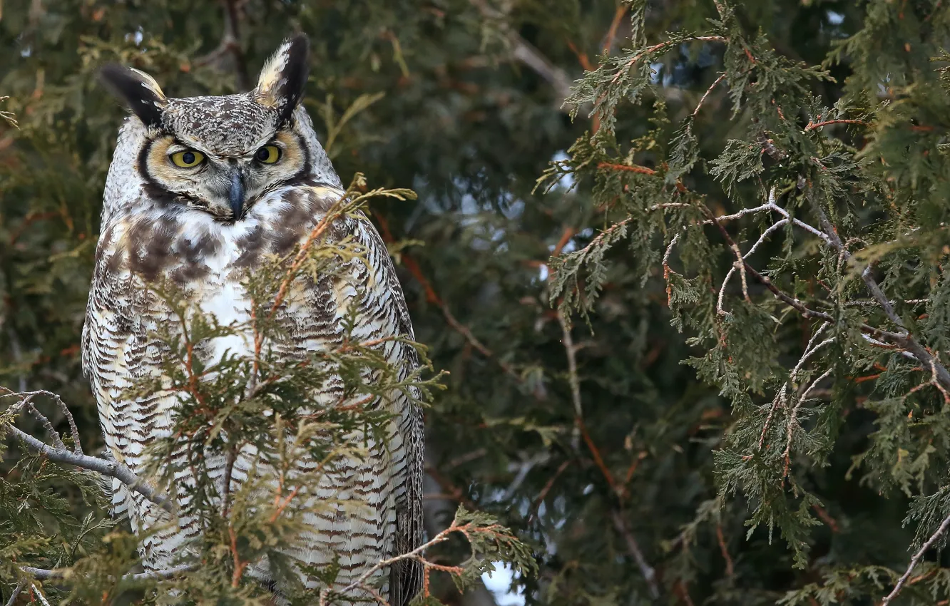 Photo wallpaper trees, branches, nature, owl, bird, Canada, Canada, bokeh