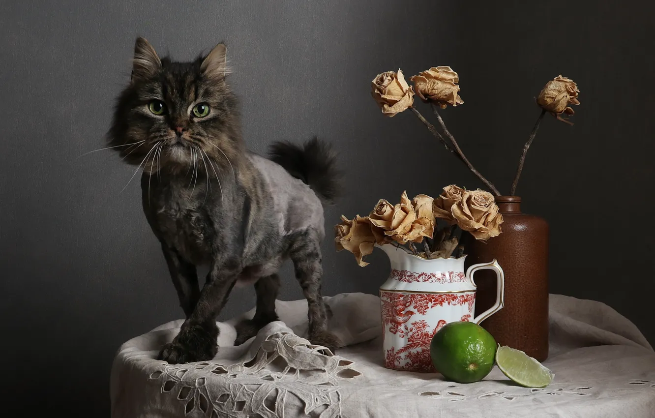 Photo wallpaper cat, cat, look, flowers, pose, table, grey, haircut