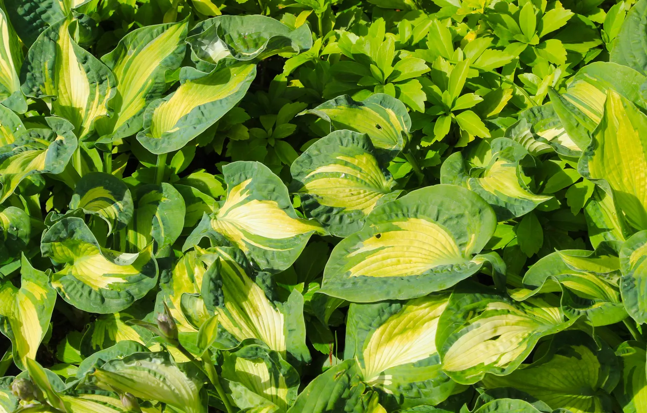 Photo wallpaper green, leafs, plant