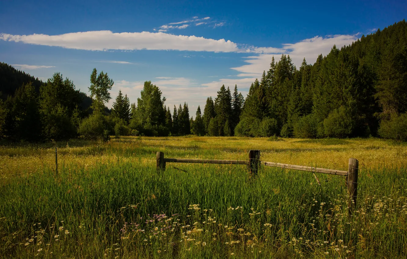 Photo wallpaper field, forest, summer, the sky, grass, clouds, blue, glade
