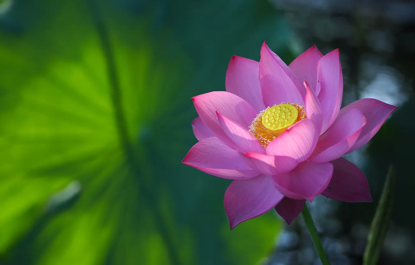 Photo wallpaper petals, Lotus, pink