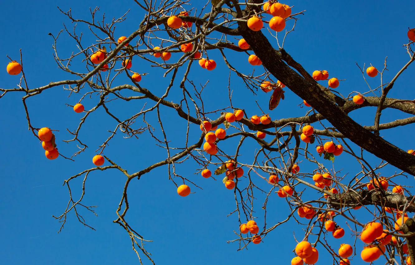Photo wallpaper the sky, light, trees, orange, branches, blue, blue, background