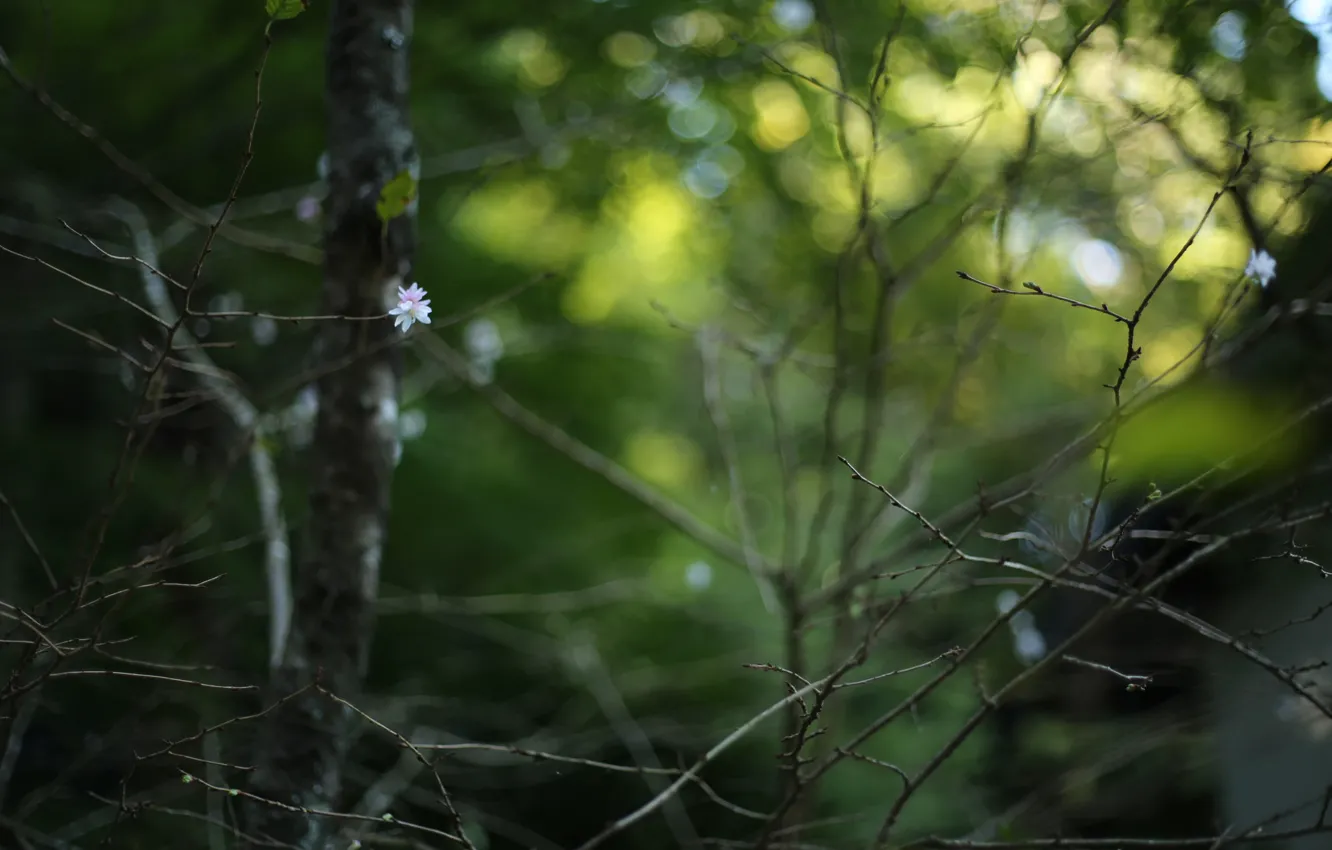 Photo wallpaper flower, branches, melancholy, bokeh
