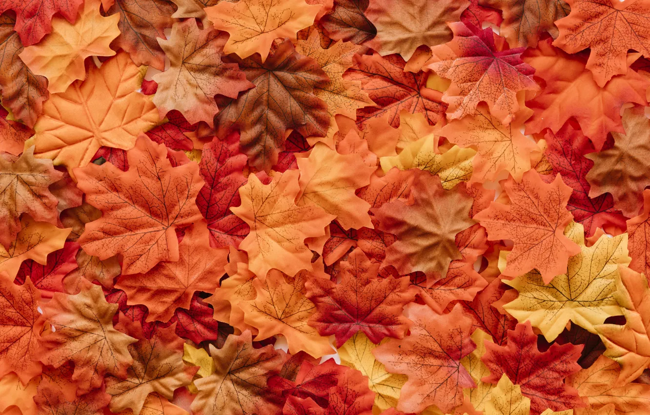 Photo wallpaper autumn, leaves, background, colorful, background, autumn, leaves, autumn