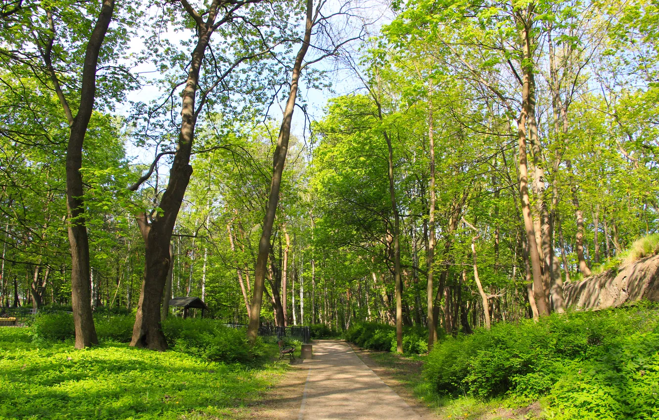 Photo wallpaper trees, park, spring, alley