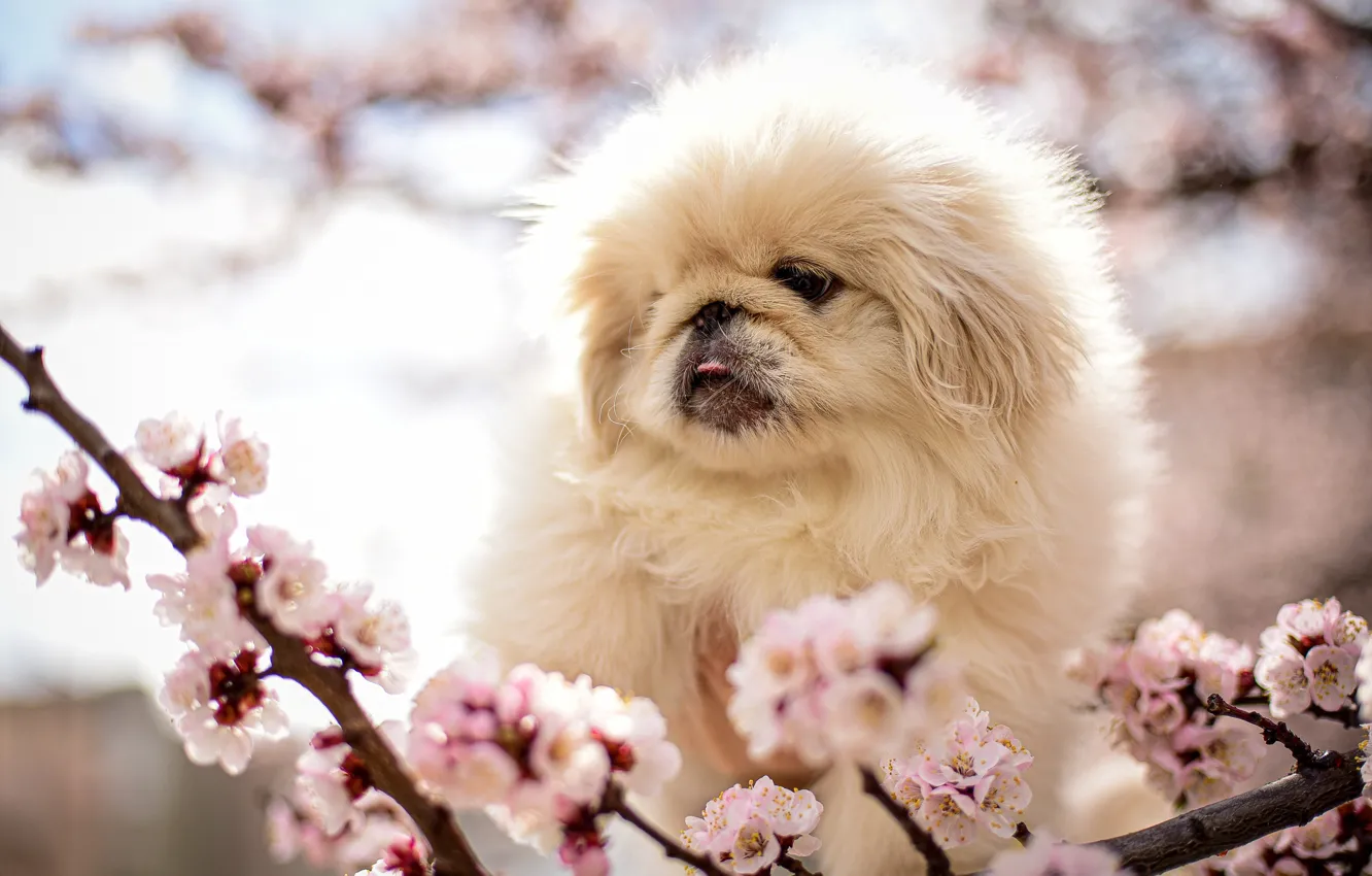 Photo wallpaper branches, nature, animal, spring, puppy, cub, dog, flowering