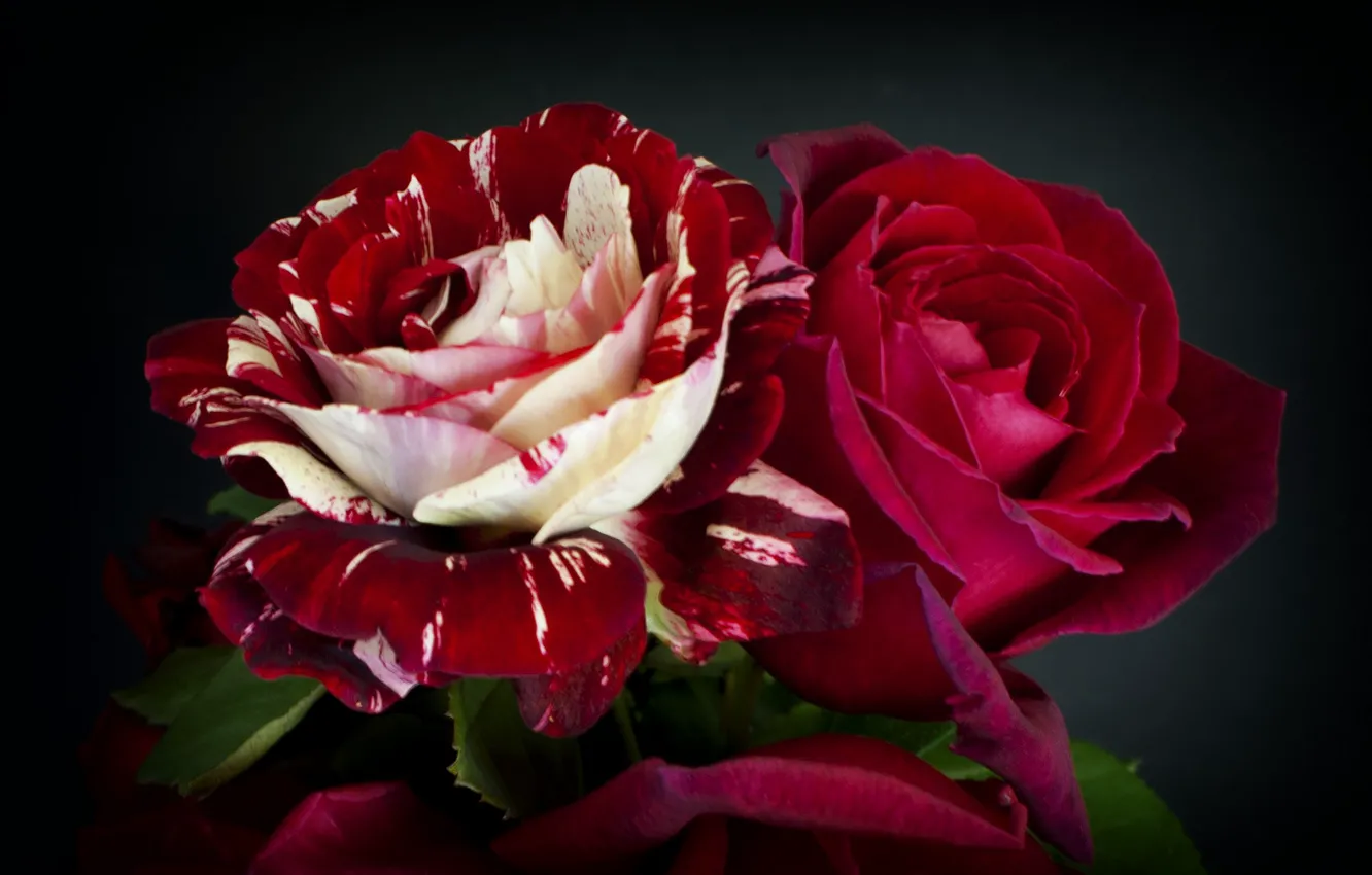 Photo wallpaper macro, roses, Burgundy, motley