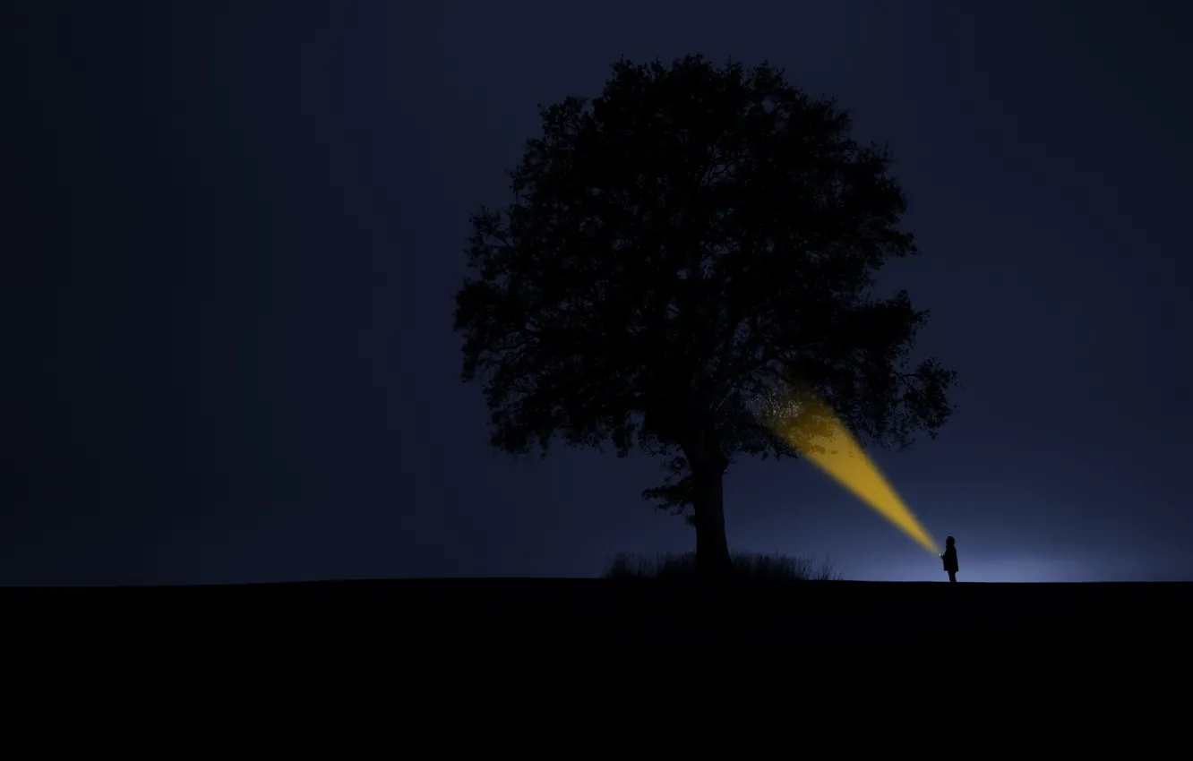 Photo wallpaper light, tree, silhouettes