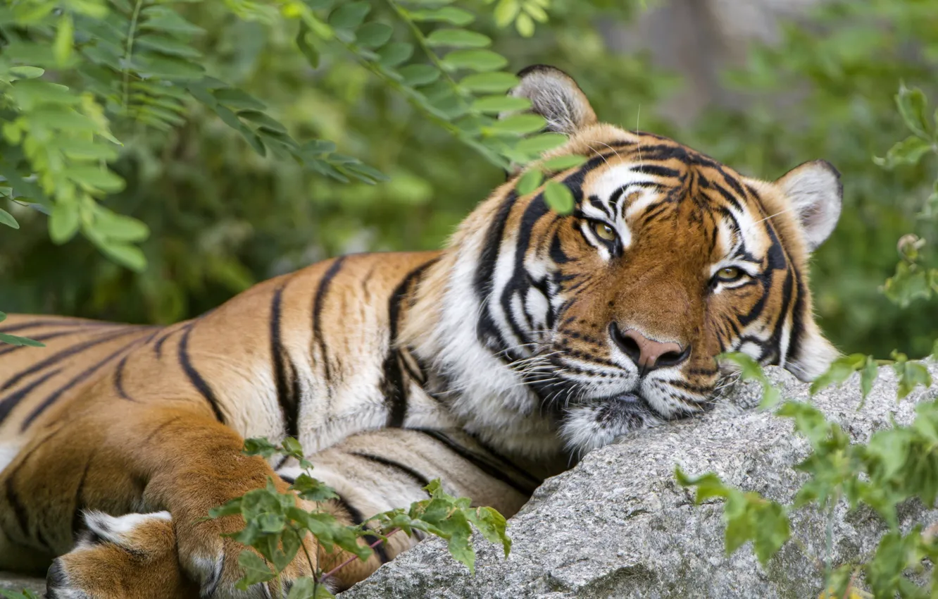 Photo wallpaper tiger, stay, predator, handsome