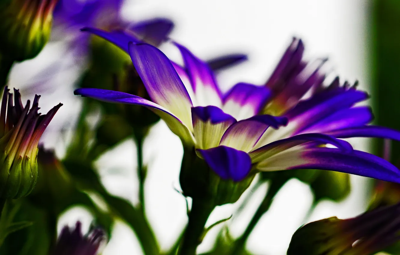 Photo wallpaper purple, flowers, petals