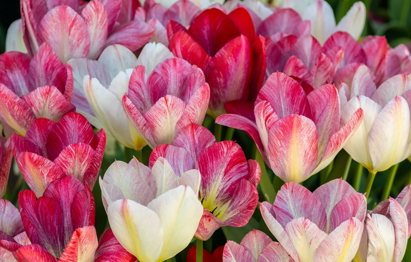 Photo wallpaper flowers, spring, tulips, pink, white, buds, flowerbed, striped