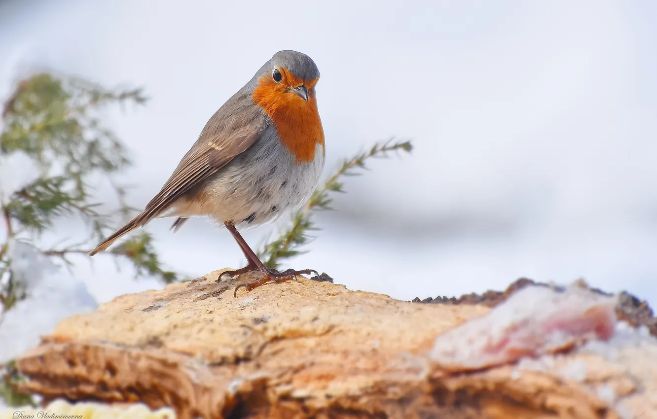 Photo wallpaper nature, bird, Robin, photohunt