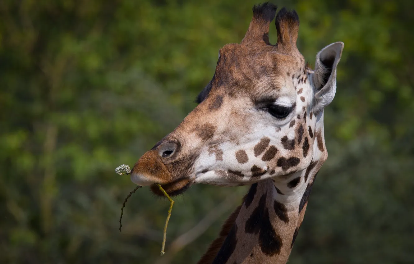 Photo wallpaper look, face, portrait, giraffe