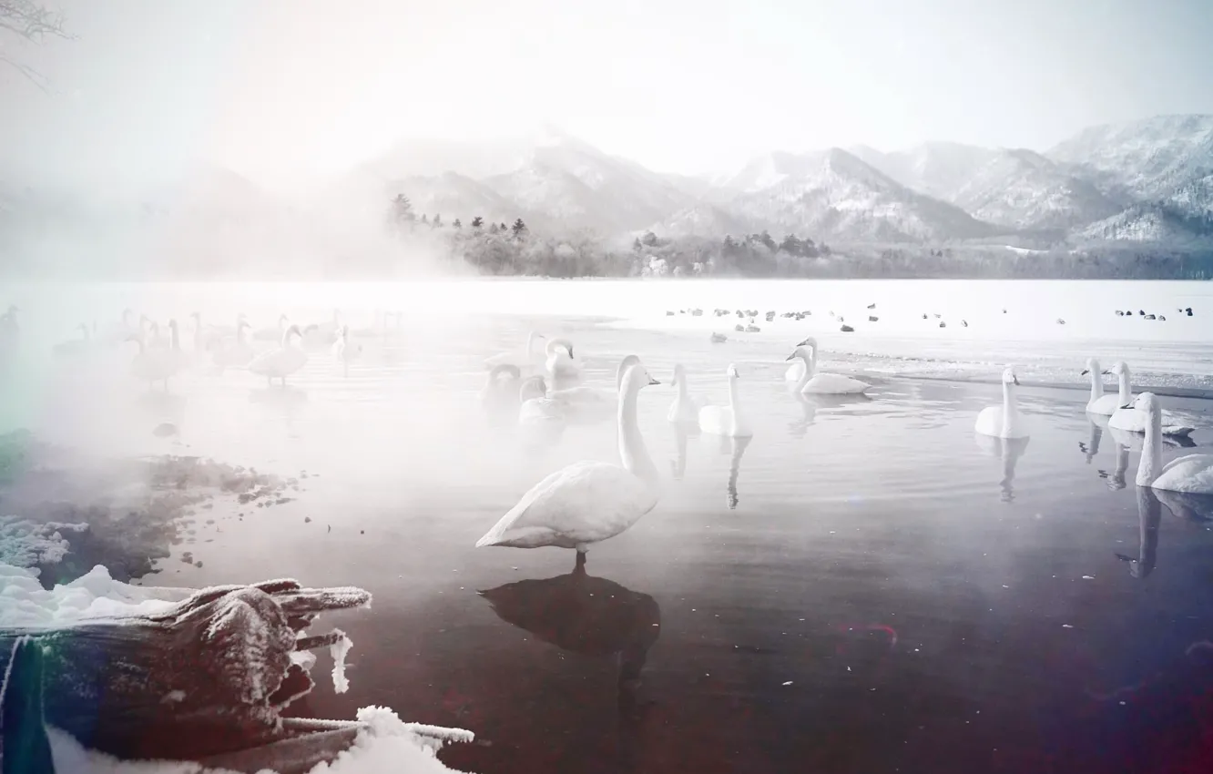 Photo wallpaper winter, lake, swans
