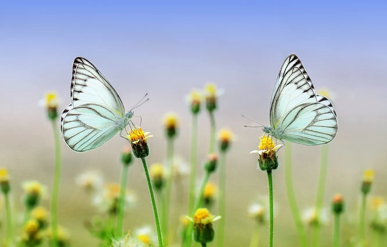 Photo wallpaper macro, butterfly, flowers, nature
