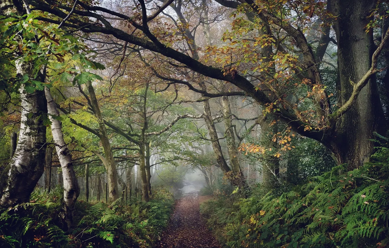 Photo wallpaper road, autumn, forest