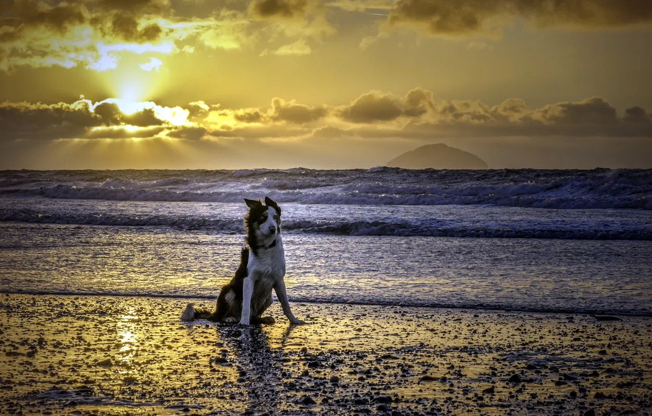 Photo wallpaper look, each, dog