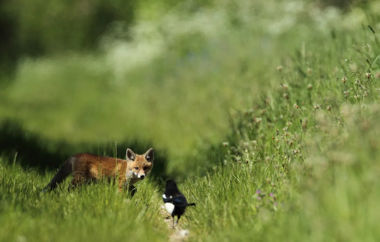Photo wallpaper grass, meeting, red, Fox, forty
