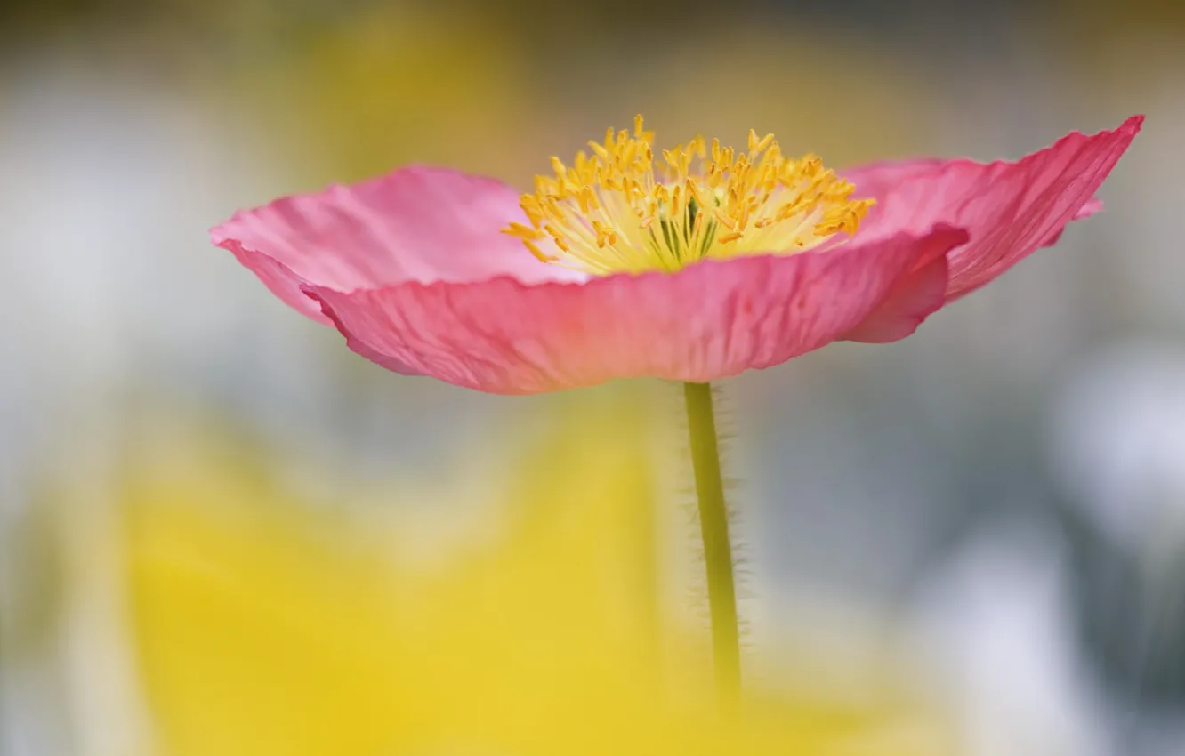 Photo wallpaper flowers, Wallpaper, petals, stem, stamens