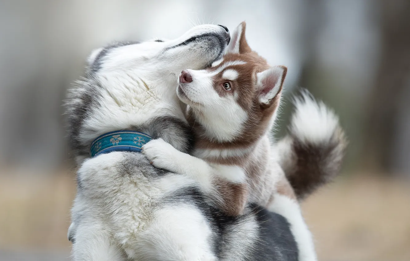 Photo wallpaper puppy, husky, two dogs