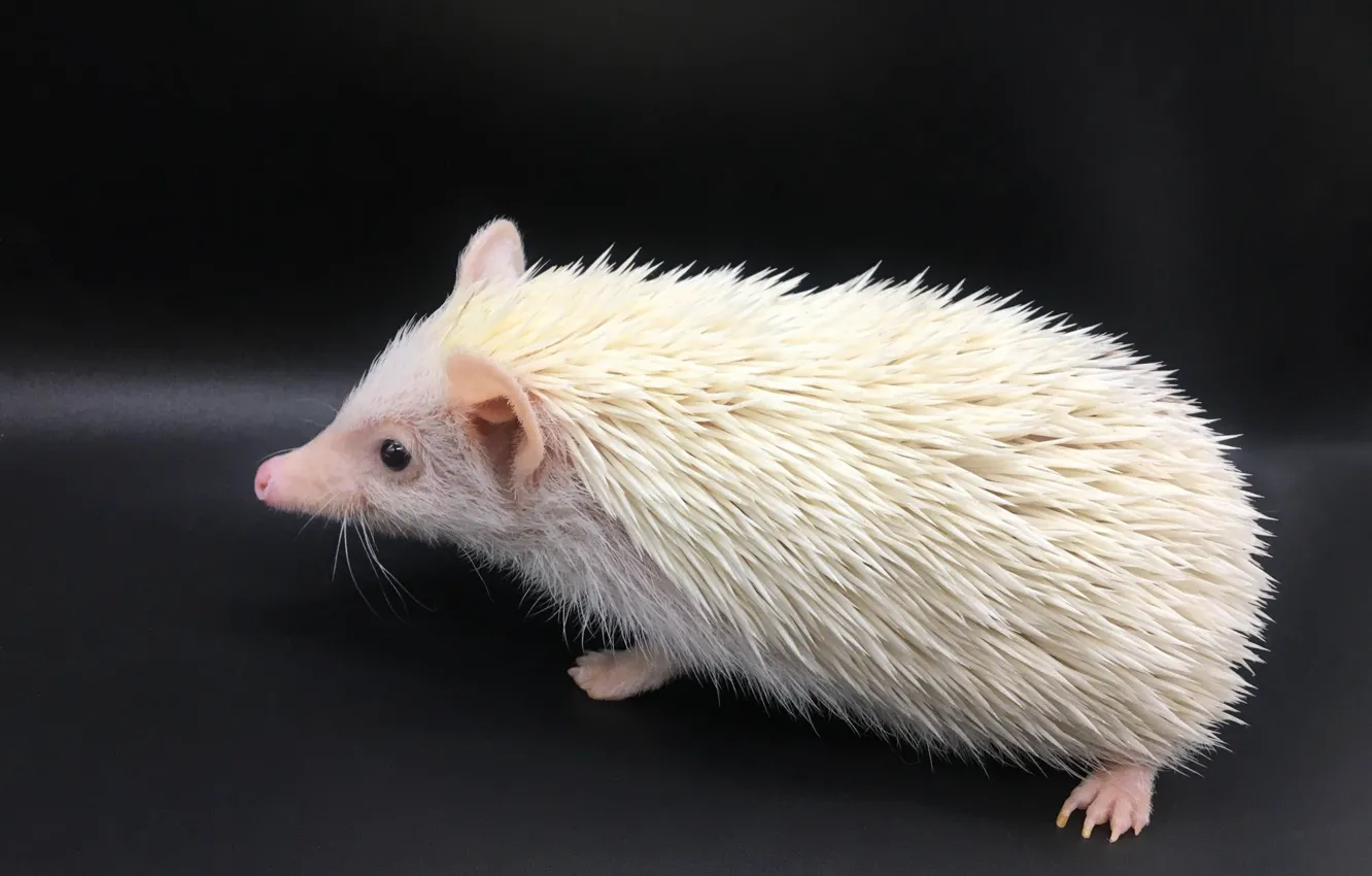Photo wallpaper black background, hedgehog, white the hedgehog, hedgehog albino