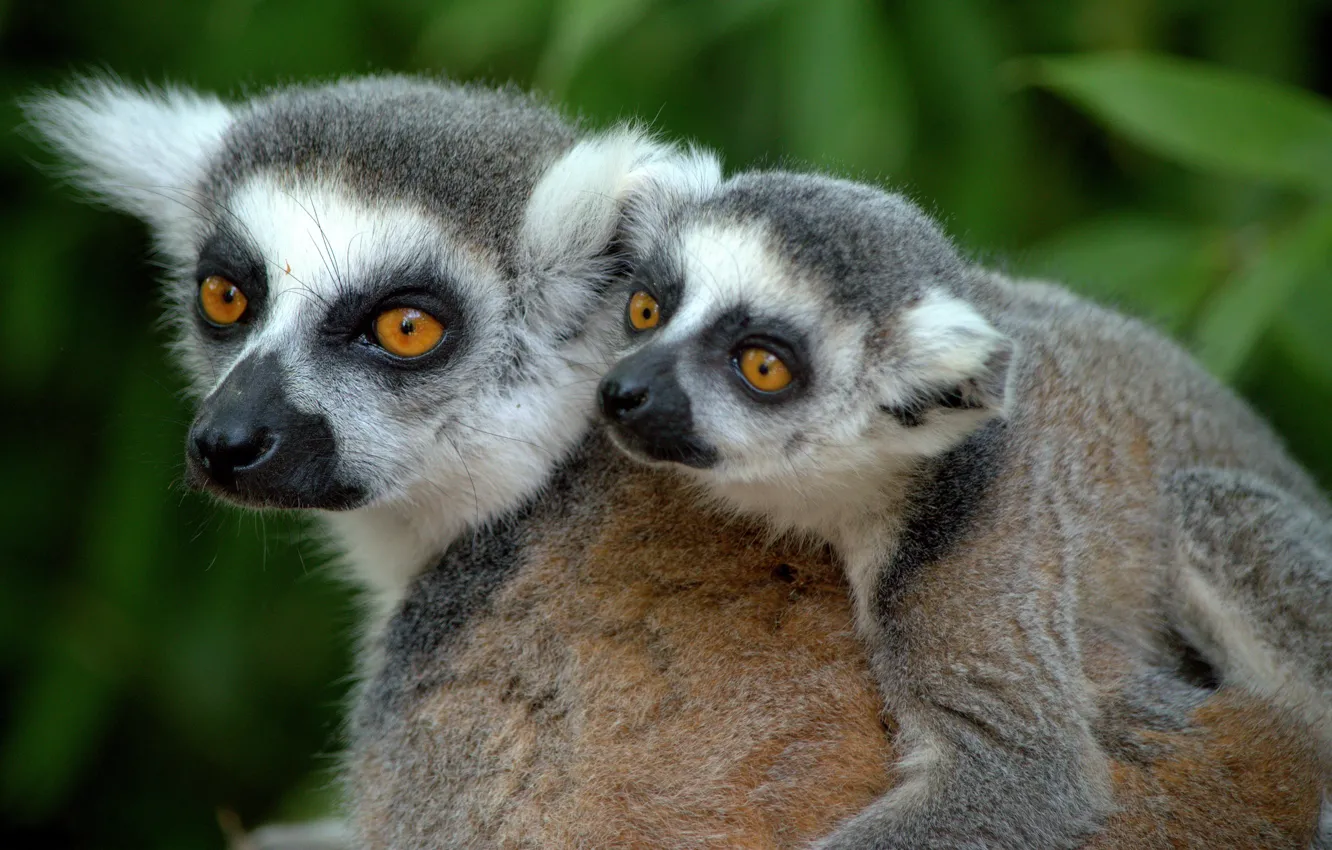 Photo wallpaper lemur, cub, a ring-tailed lemur, Katta