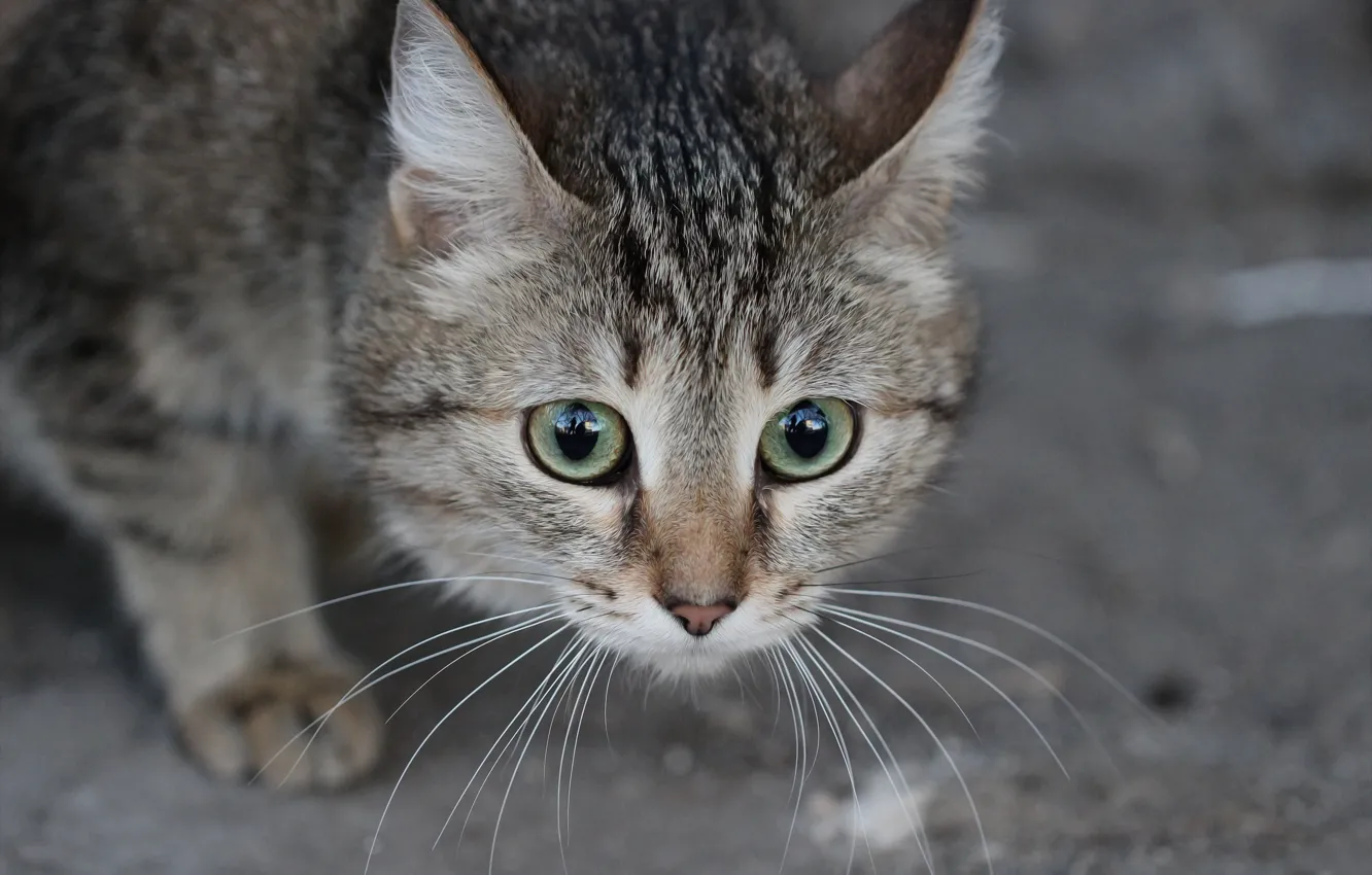 Photo wallpaper cat, look, background