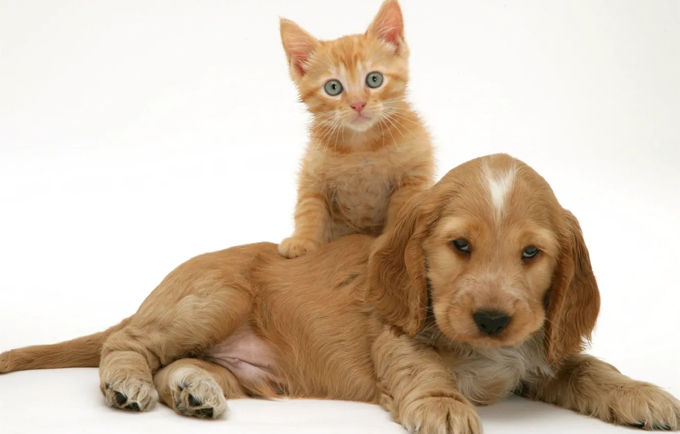 Photo wallpaper Spaniel, puppy, red, kitty