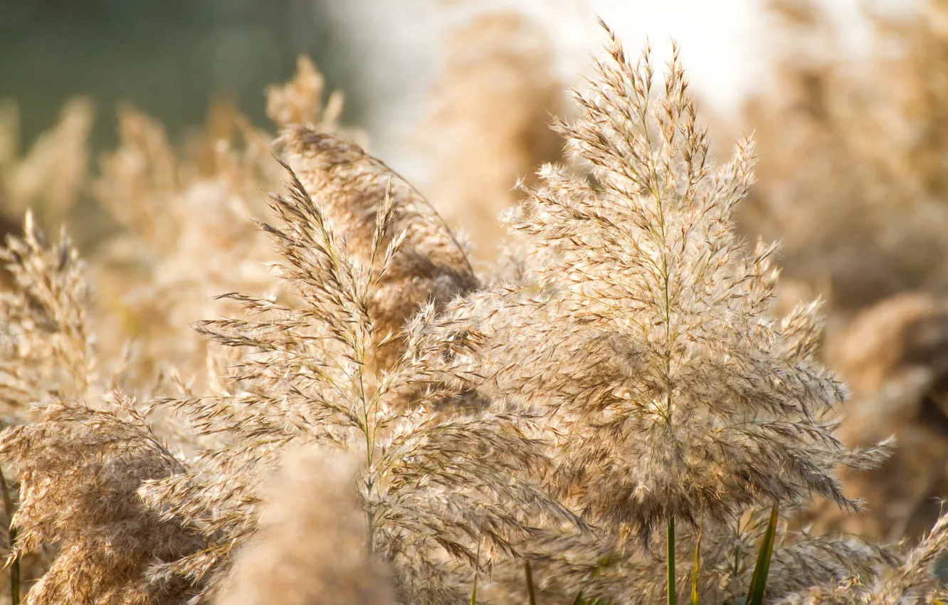 Photo wallpaper grass, macro, plant, pampas grass