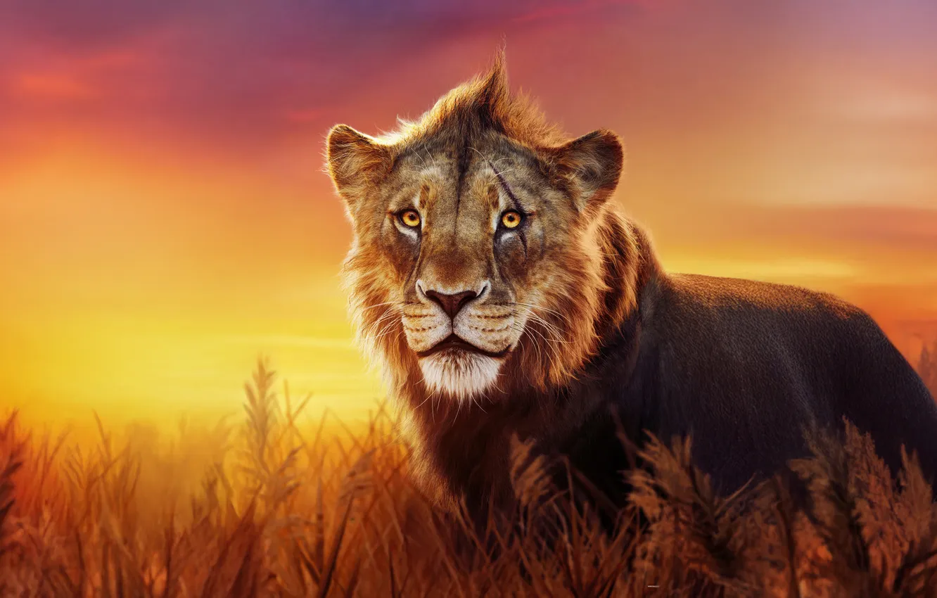 Photo wallpaper field, sunset, Leo, scar, MUFASA: THE LION KING