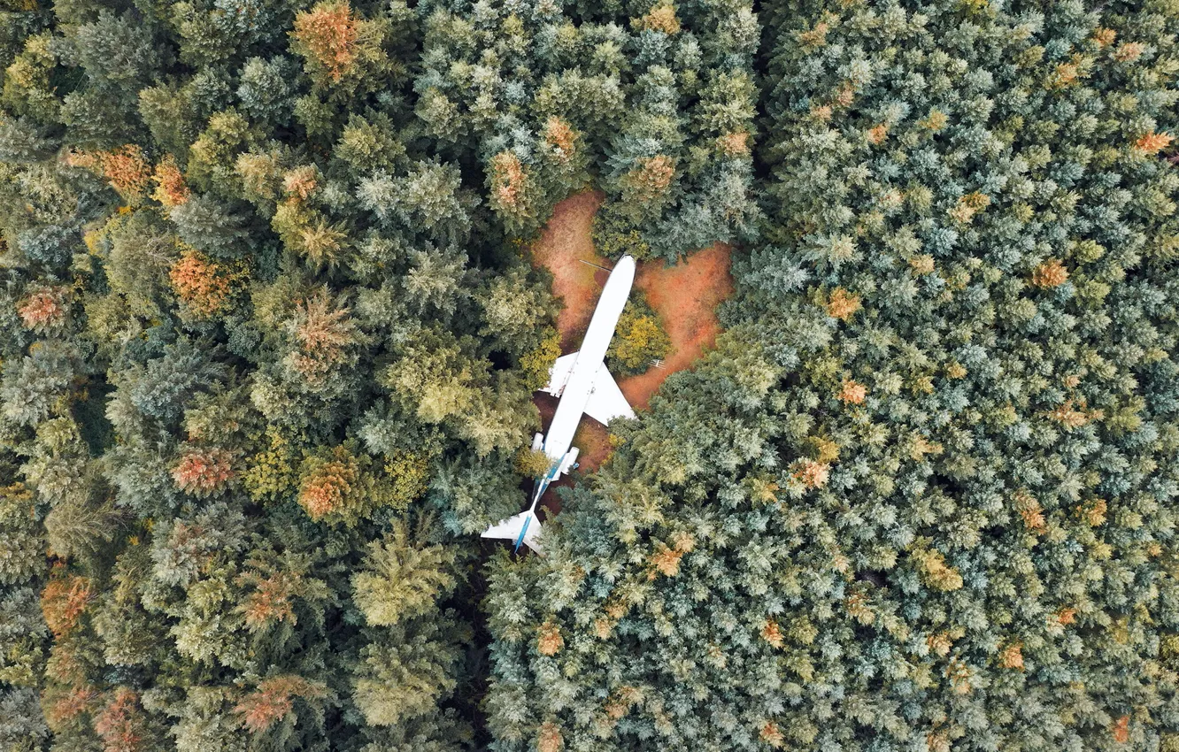 Photo wallpaper forest, trees, view, the plane, OREGON STATE