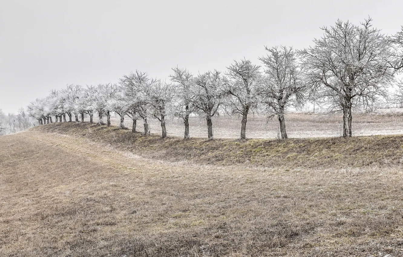 Photo wallpaper winter, field, trees
