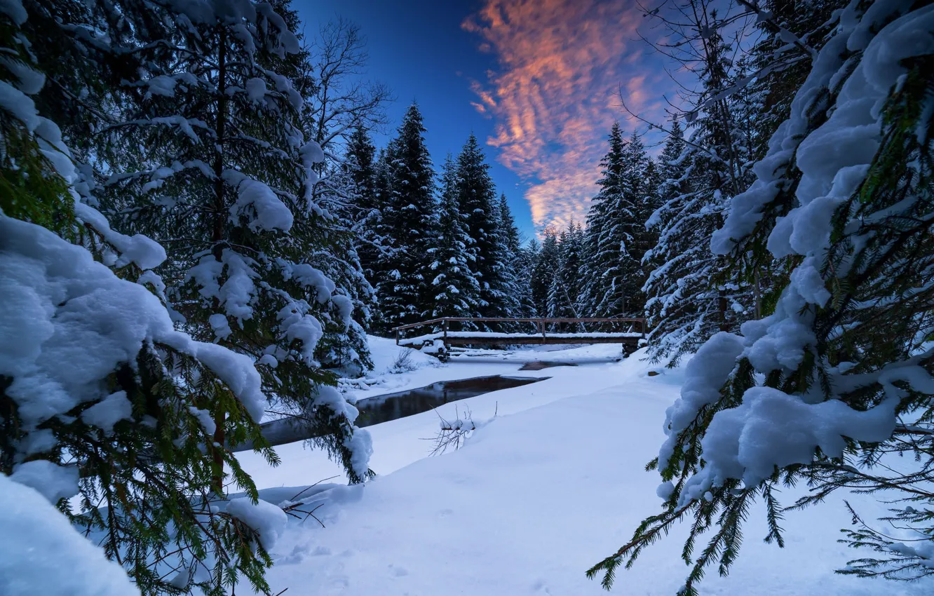 Photo wallpaper winter, forest, snow, bridge, river, ate, Poland, the snow