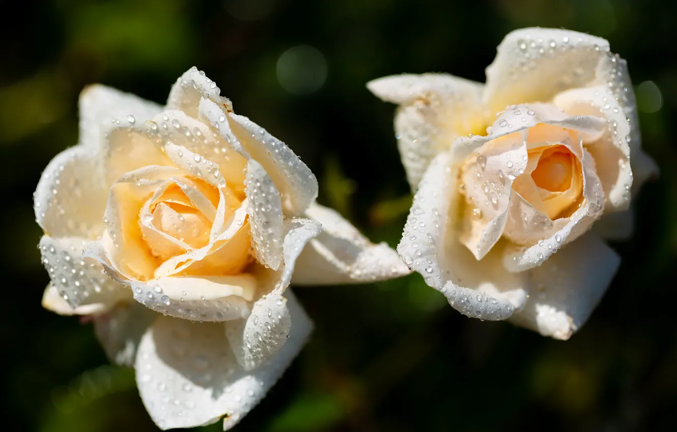 Photo wallpaper drops, the dark background, two, roses, white, Duo, bokeh