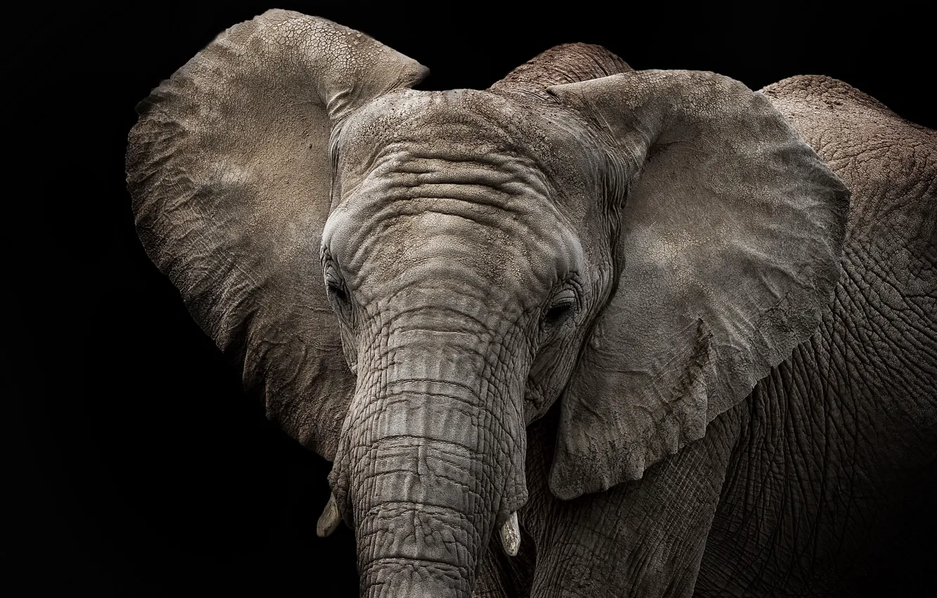 Photo wallpaper nature, background, elephant