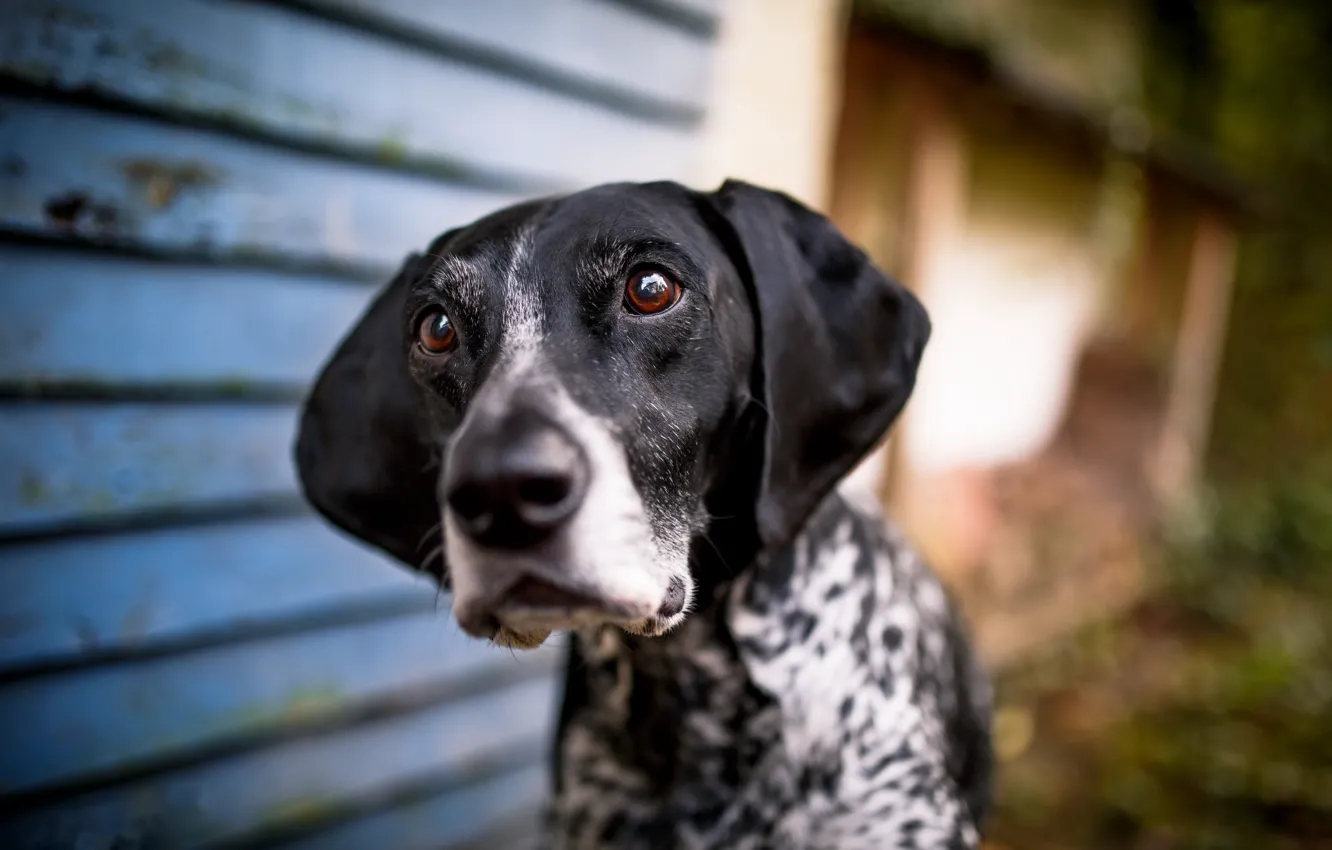 Photo wallpaper look, each, dog