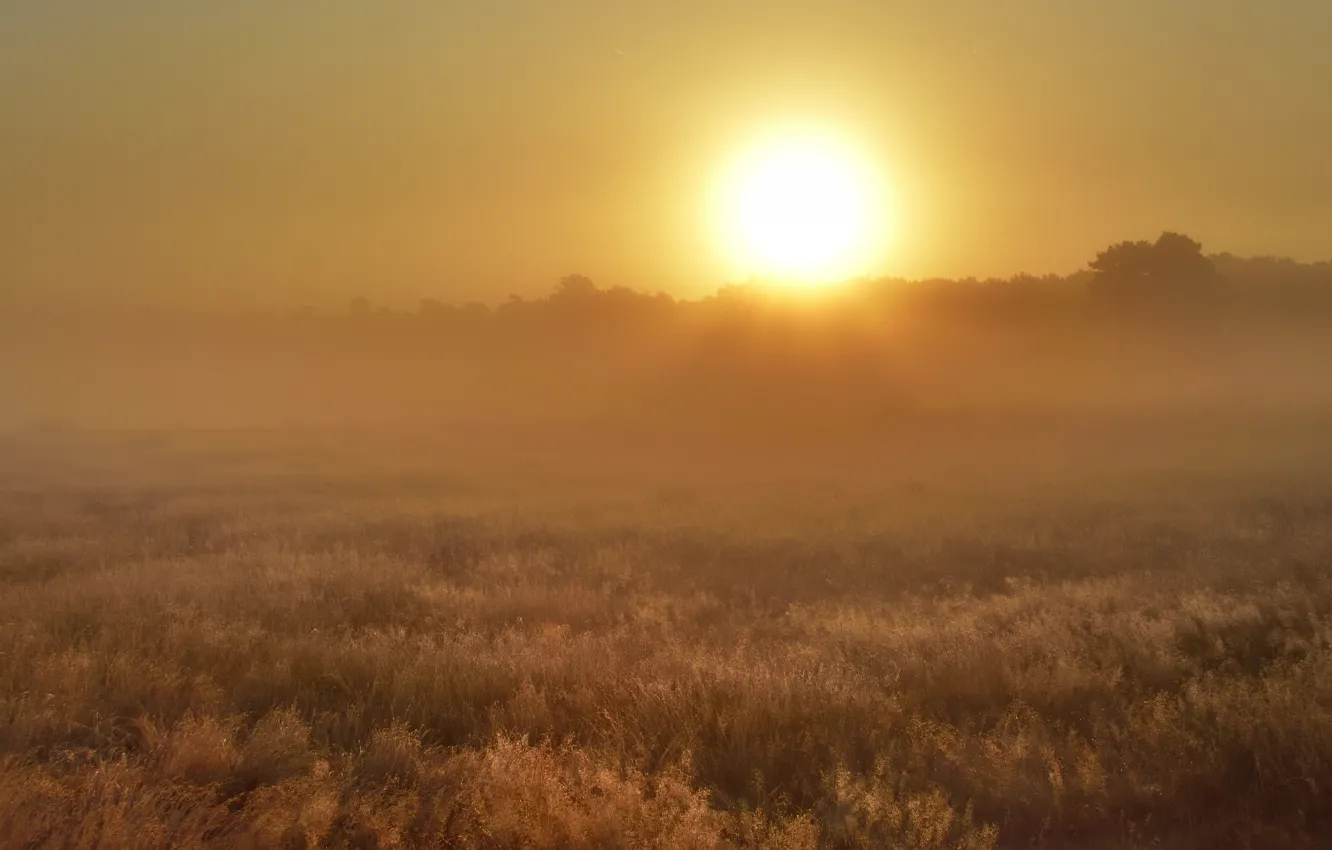 Photo wallpaper field, forest, the sky, grass, the sun, rays, light, fog