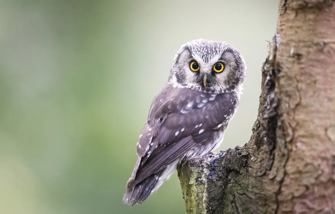 Photo wallpaper look, trees, nature, pose, owl, bird, owl