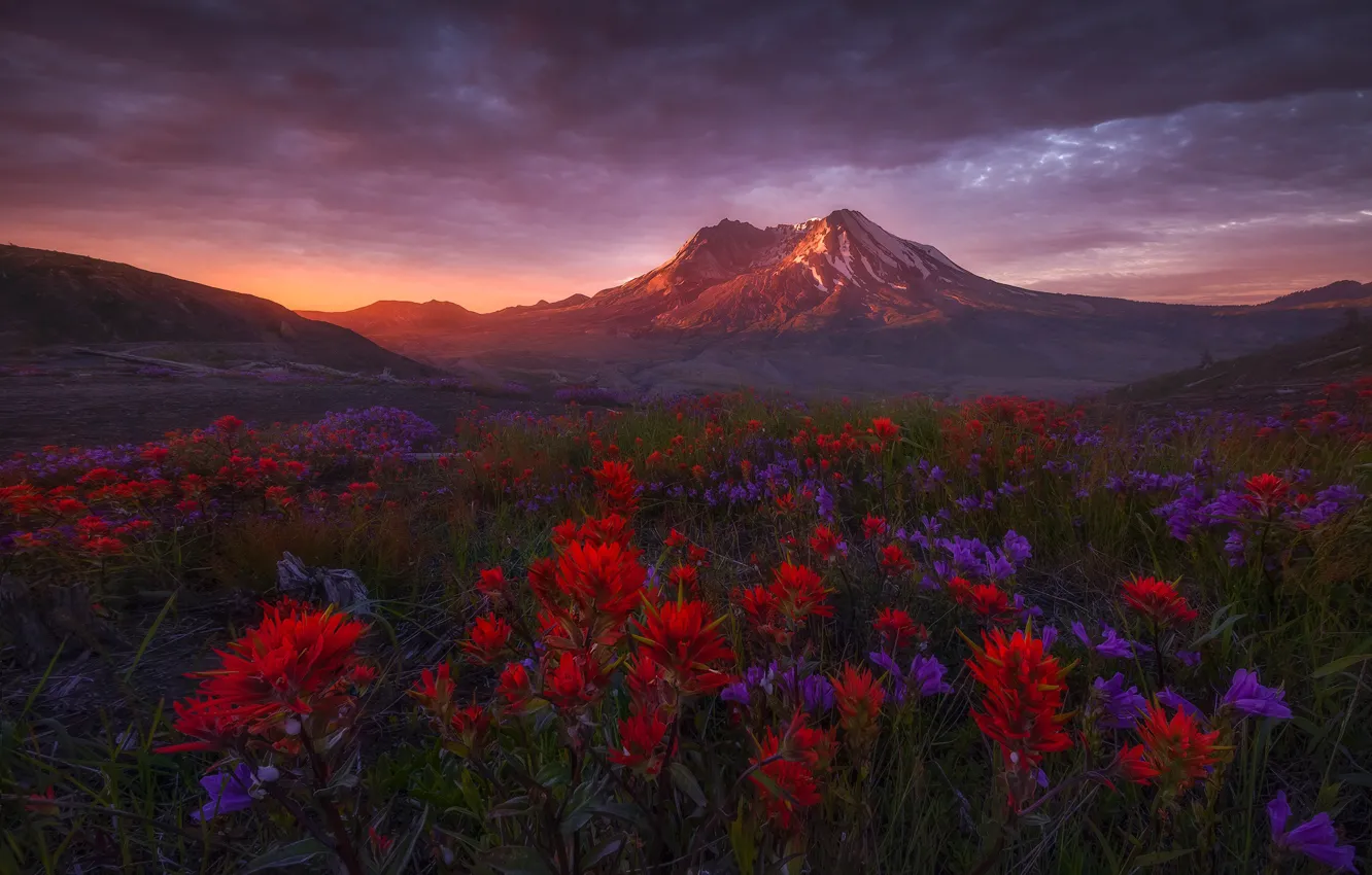 Photo wallpaper landscape, flowers, mountains, nature, dawn, Washington, USA, meadows