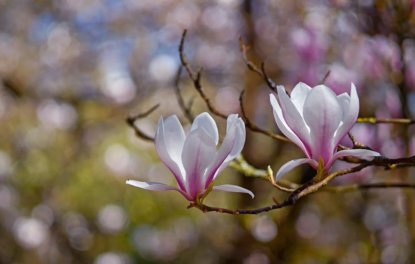 Photo wallpaper light, flowers, branches, background, two, spring, pair, a couple